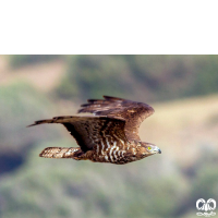 گونه سارگپه جنگلی European Honey Buzzard